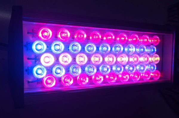 Growlight Tam Spectrumlu Bitki Büyütme Işığı - Görsel 3